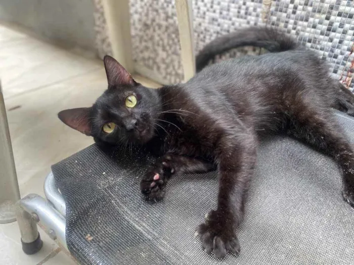 Gato ra a  idade 1 ano nome Bluuuuu