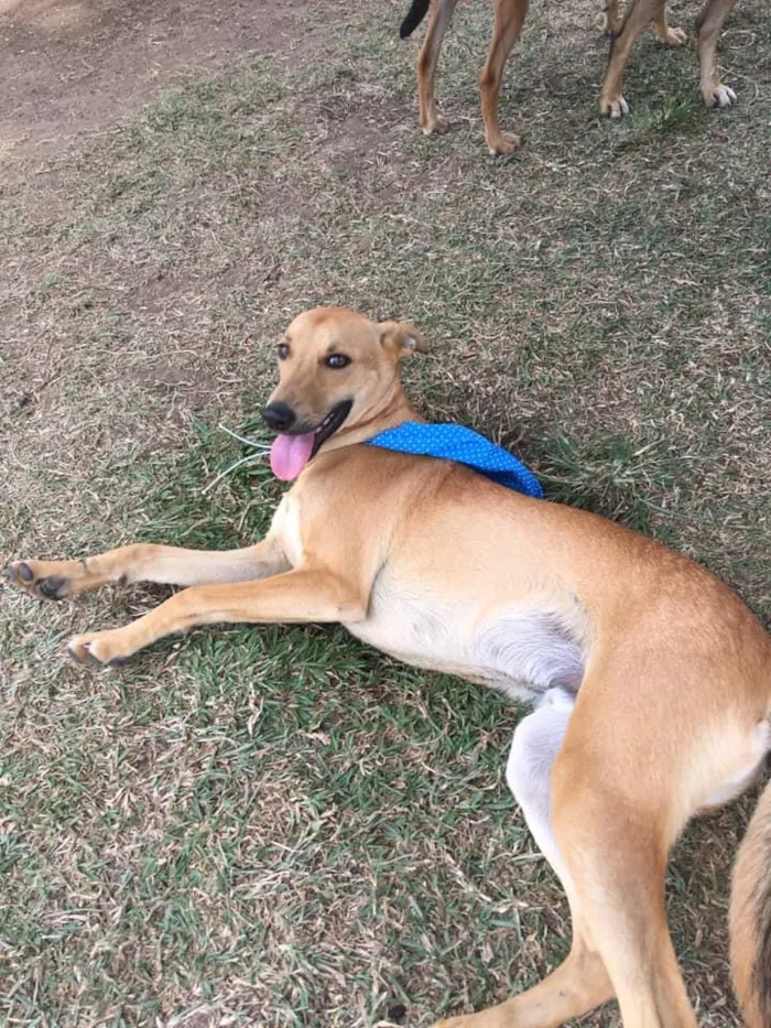 Cachorro ra a SRD idade 2 anos nome Pinhão