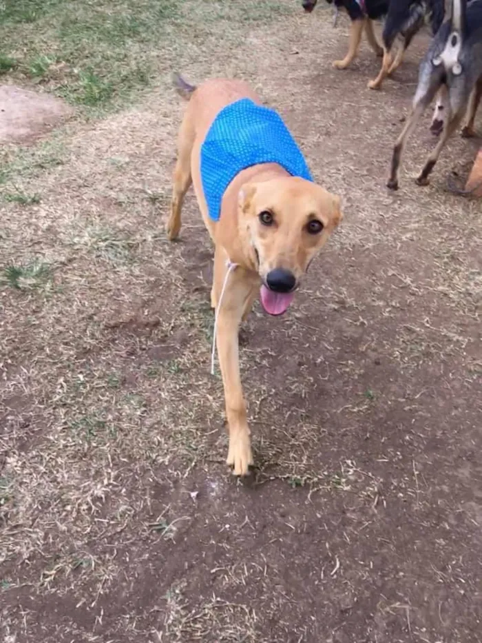 Cachorro ra a SRD idade 2 anos nome Pinhão