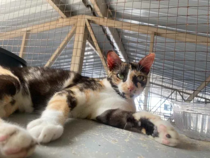 Gato ra a  idade 1 ano nome Milla 