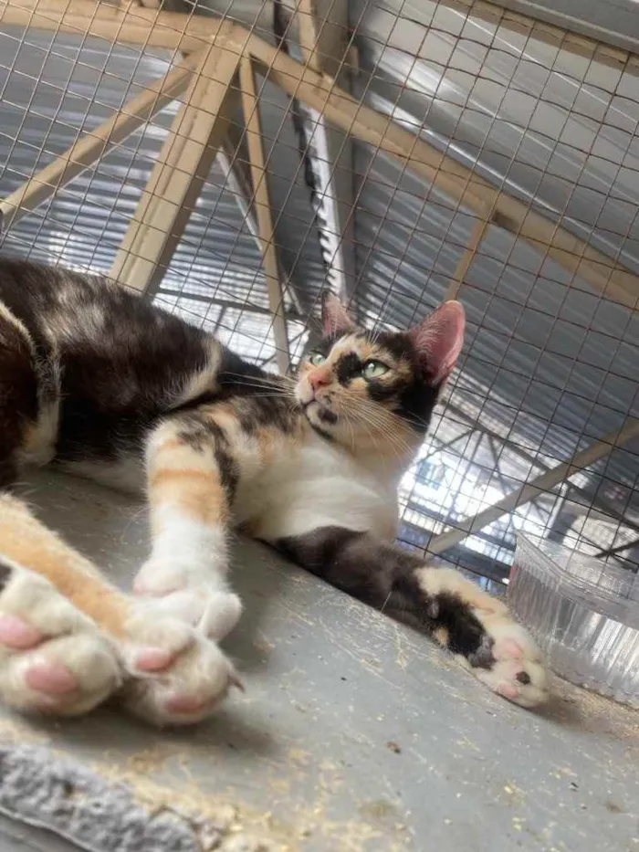 Gato ra a  idade 1 ano nome Milla 