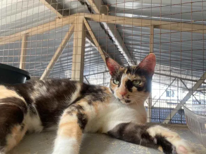 Gato ra a  idade 1 ano nome Milla 