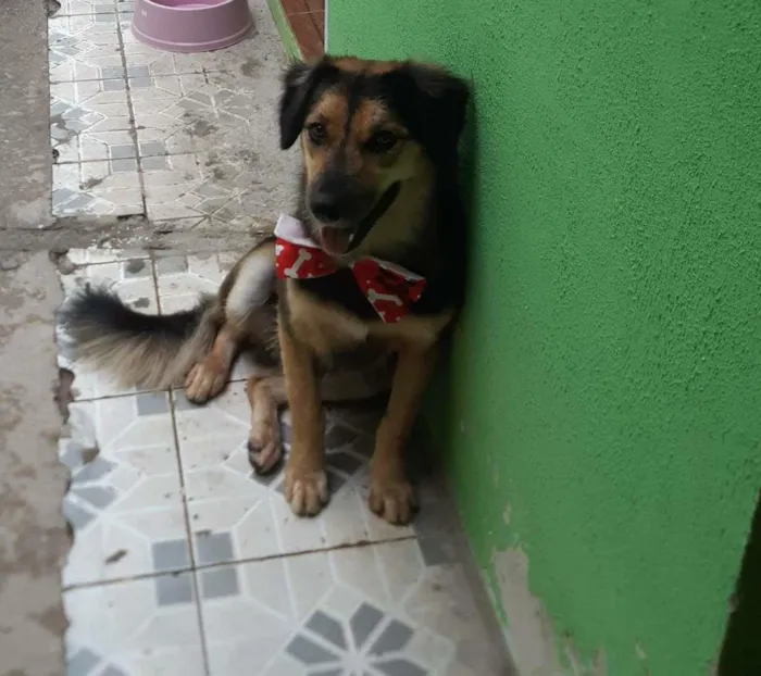 Cachorro ra a misto idade 7 a 11 meses nome Tufao