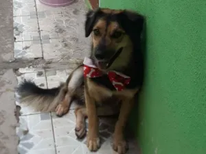 Cachorro raça misto idade 7 a 11 meses nome Tufao