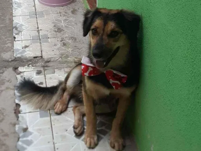 Cachorro ra a misto idade 7 a 11 meses nome Tufao