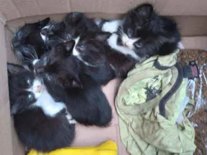 Gato raça SRD idade Abaixo de 2 meses nome Não tem