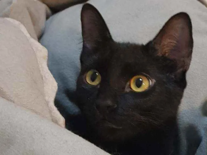 Gato ra a SRD idade 2 a 6 meses nome Zulú