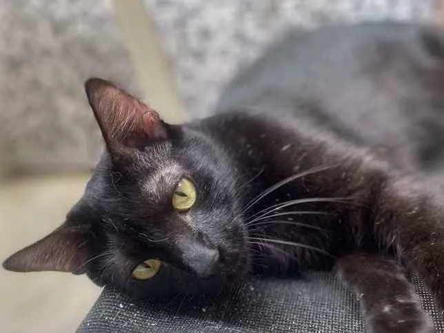 Gato ra a  idade 1 ano nome Bluuuuu