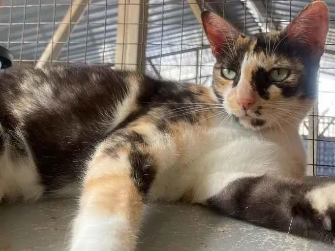Gato ra a  idade 1 ano nome Milla 