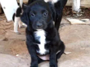 Cachorro raça Srd idade 2 a 6 meses nome Nina linda bebê 
