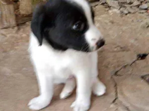 Cachorro raça Srd idade 2 a 6 meses nome Nino lindo bebê 