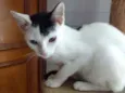 Franjinha