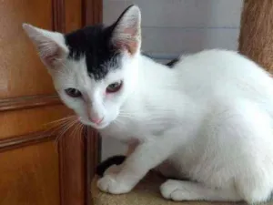 Gato raça Srd  idade 1 ano nome Franjinha