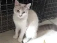 Siberiano