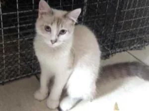 Gato raça Mestiça de siamês idade 2 a 6 meses nome Siberiano