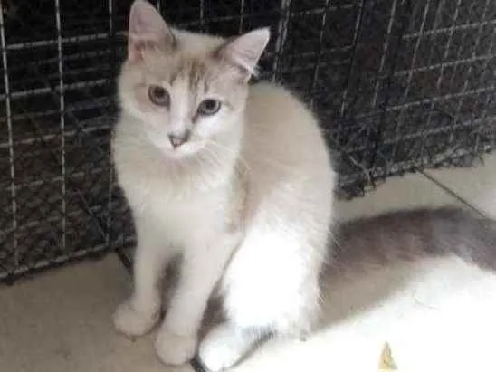 Gato ra a Mestiça de siamês idade 2 a 6 meses nome Siberiano