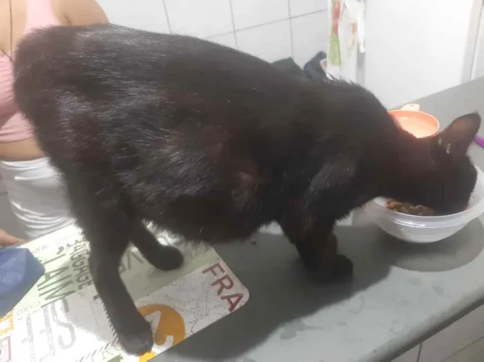 Gato ra a Provavelmente vira-lata idade 1 ano nome N sei 