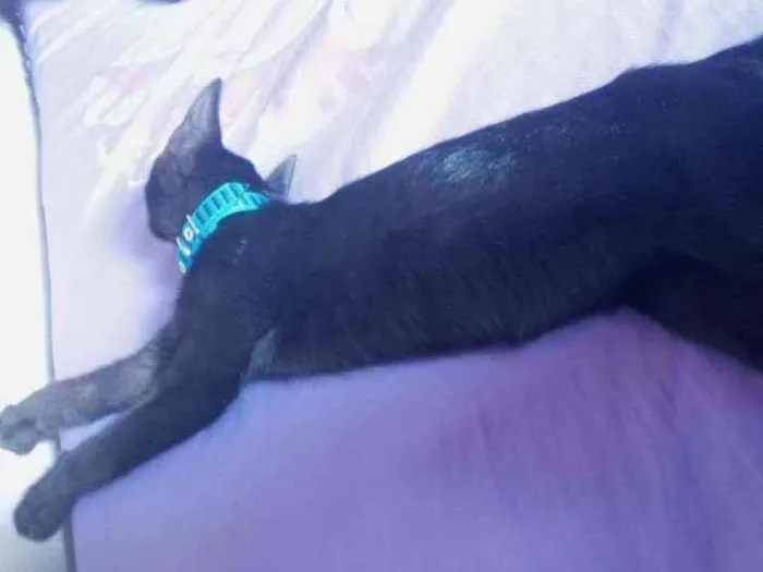 Gato ra a Não sei a raça  idade 2 a 6 meses nome Eddie