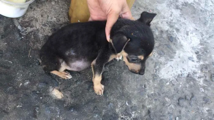 Cachorro raça Srd idade Abaixo de 2 meses nome Lili