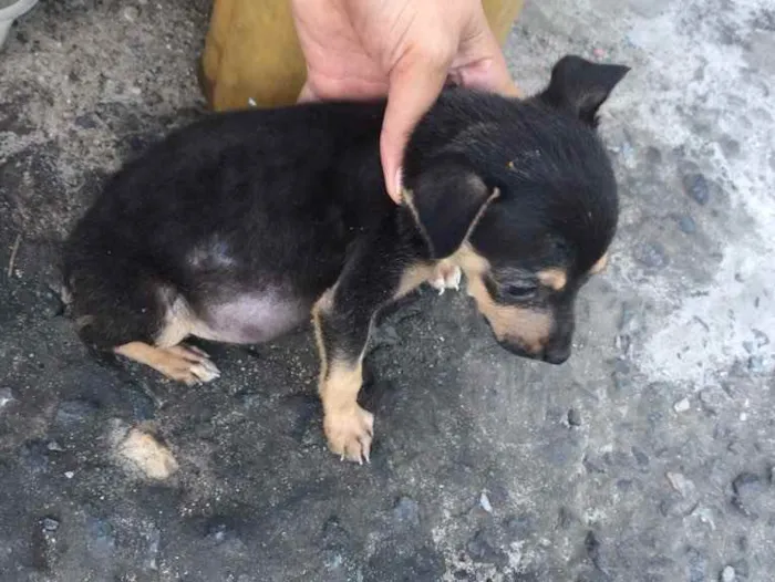 Cachorro raça Srd idade Abaixo de 2 meses nome Lili