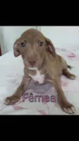 Filhotinhas fêmeas l