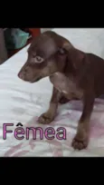 Filhotinhas fêmeas l
