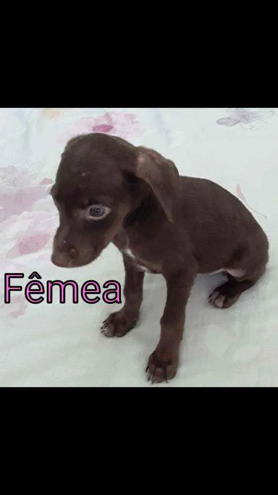 Cachorro ra a  idade 2 a 6 meses nome Filhotinhas fêmeas l