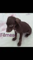 Filhotinhas fêmeas l