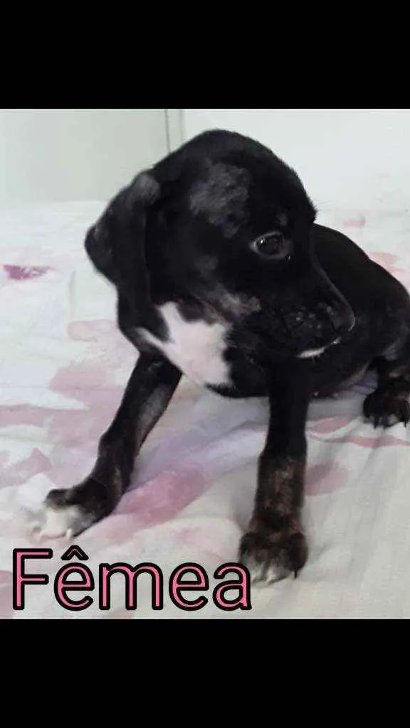 Cachorro ra a  idade 2 a 6 meses nome Filhotinhas fêmeas l