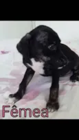 Filhotinhas fêmeas l