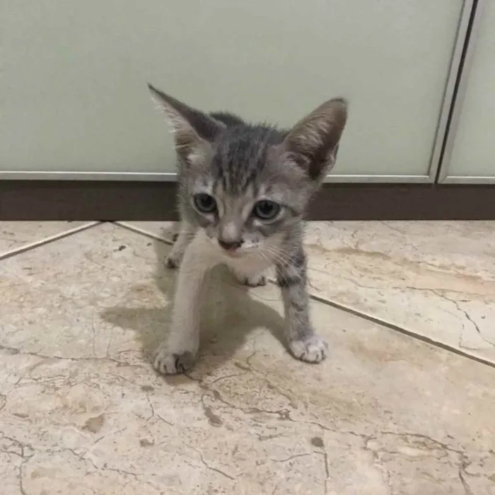 Gato ra a  idade 2 a 6 meses nome Lily