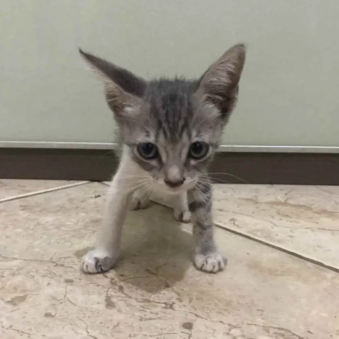 Gato ra a  idade 2 a 6 meses nome Lily