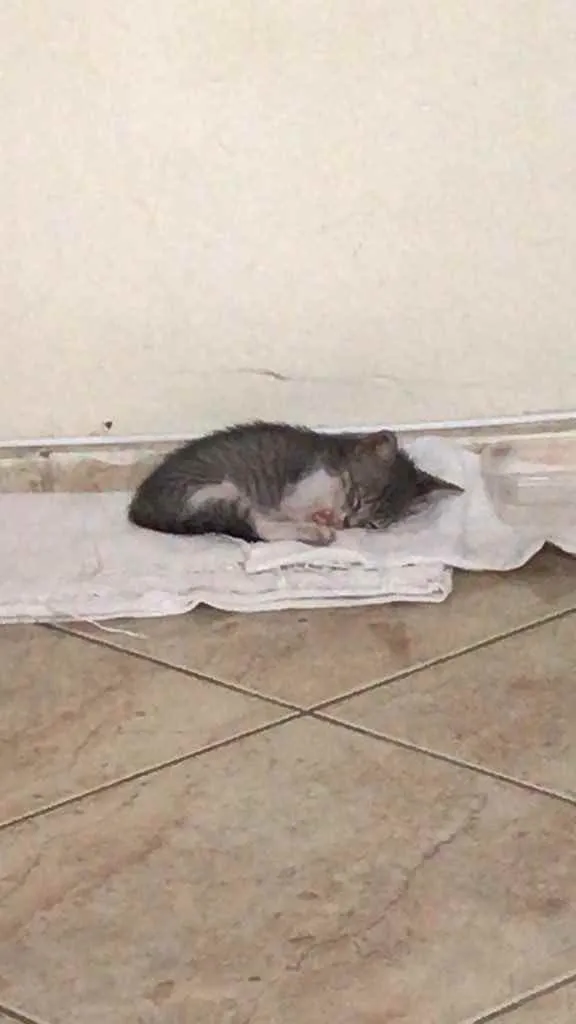 Gato ra a  idade 2 a 6 meses nome Lily
