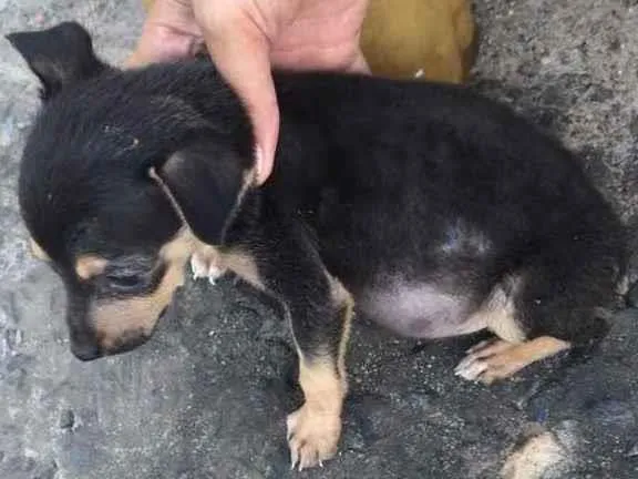 Cachorro raça Srd idade Abaixo de 2 meses nome Lili