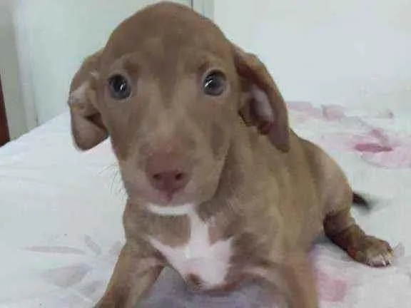 Cachorro ra a  idade 2 a 6 meses nome Filhotinhas fêmeas l