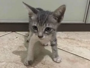 Gato raça  idade 2 a 6 meses nome Lily