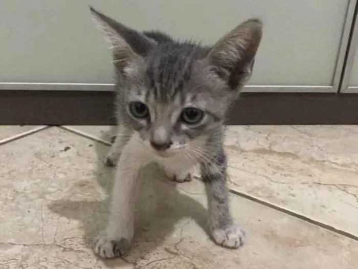 Gato ra a  idade 2 a 6 meses nome Lily