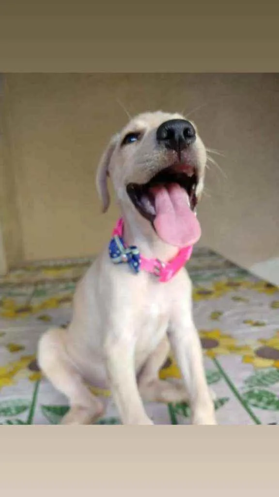Cachorro ra a SRD idade 2 a 6 meses nome Jasmim