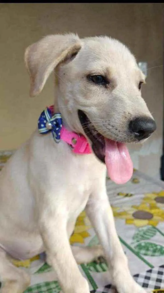 Cachorro ra a SRD idade 2 a 6 meses nome Jasmim