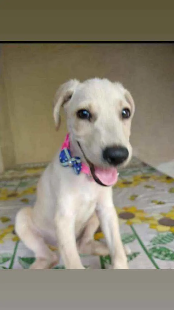 Cachorro ra a SRD idade 2 a 6 meses nome Jasmim