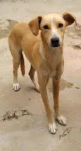 João