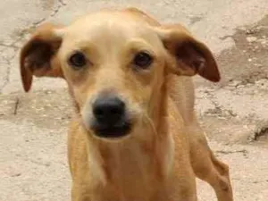 Cachorro raça Viralata idade 7 a 11 meses nome Maria