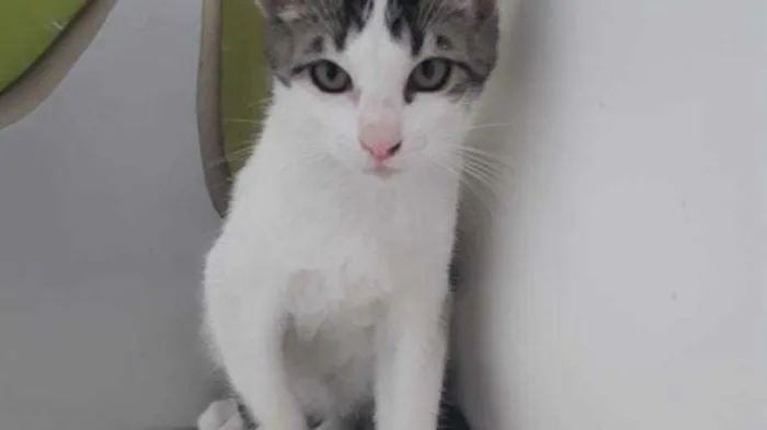 Gato raça SRD-ViraLata idade 2 a 6 meses nome LULU