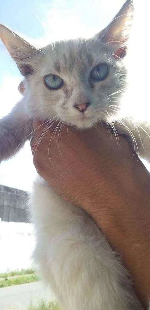 Gato ra a SRD idade 2 a 6 meses nome ...