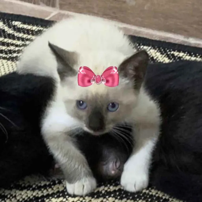 Gato ra a Siamesa  idade 2 a 6 meses nome Íris 