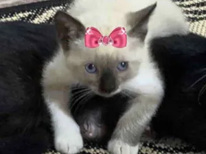 Gato raça Siamesa  idade 2 a 6 meses nome Íris 