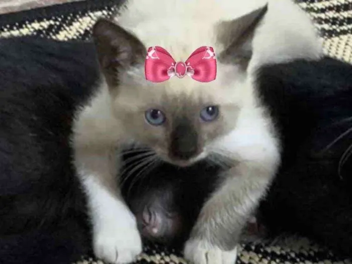 Gato ra a Siamesa  idade 2 a 6 meses nome Íris 