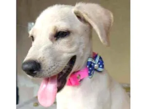 Cachorro raça SRD idade 2 a 6 meses nome Jasmim