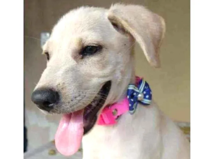 Cachorro ra a SRD idade 2 a 6 meses nome Jasmim