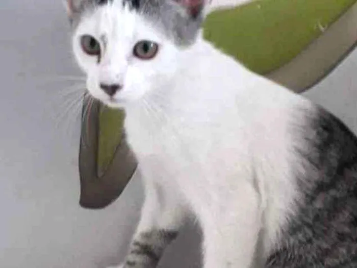 Gato raça SRD-ViraLata idade 2 a 6 meses nome LILICO